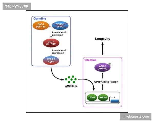 Genius Sports与英超延长官方数据合作关系至2029年